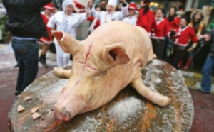 Războiul nutriționiștilor pe 'pomana porcului' - Stroescu: 'E cancer' / Bilic: 'Conţine omega 3' / Ciurea: 'Cel mai bun porc e peştele'