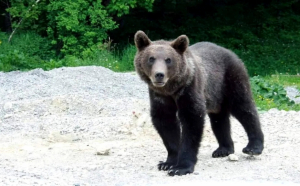 În Harghita, urșii dau mai multă bătaie de cap jandarmilor decât infractorii