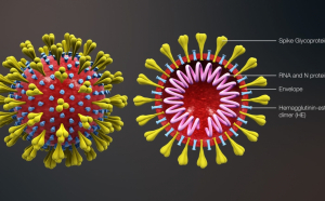 Australienii au recompus coronavirusul. Prima victorie în războiul cu virusul mortal