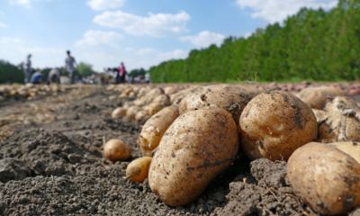 Ajutor de minimis pentru cultura usturoiului şi a cartofului