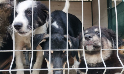 Peste 1.400 de câini în grija adăpostului de la Tomești