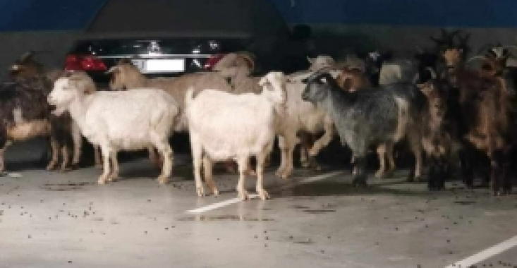 Imagini inedite la mall! O turmă de capre a invadat centrul comercial din Târgu Jiu