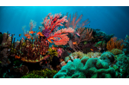 Australienii încearcã sã combatã stelele de mare care ucid coralii