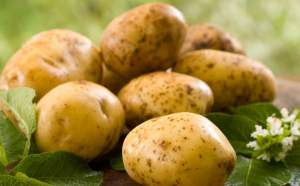 Ministrul Agriculturii: România produce mai mulţi cartofi decât consumă
