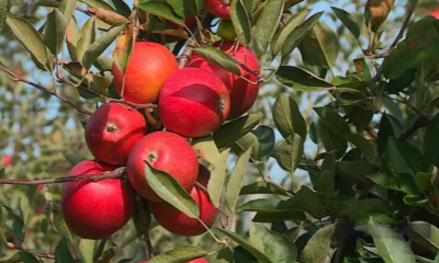 Problemele economice au distrus merele de Voinești