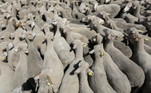 Un TIR cu peste 400 de oi s-a răsturnat pe șosea: 100 de animale au murit, iar alte 40 au fost rănite