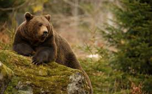 Urșii au ieșit din nou la stradă, în Harghita. Au omorât animale și au făcut pagube. Jandarmii au primit nouă apeluri de ajutor