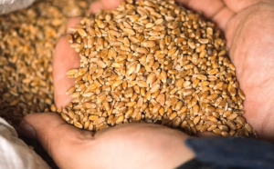 Bulgaria vrea să interzică importul de cereale din Ucraina
