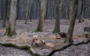 Ministrul Mediului nu acceptă sfaturi de la ţări care au exterminat urşii de 100 de ani