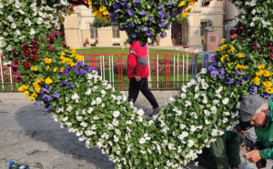 36.000 de crizanteme, pregătite pentru ceremoniile ce marchează Hramul Cuvioasei Parascheva