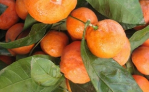 Avertismentul medicului: NU mâncați mandarine cu aceste alimente