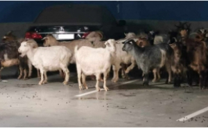Imagini inedite la mall! O turmă de capre a invadat centrul comercial din Târgu Jiu