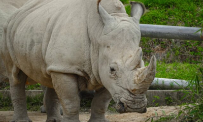 Cercetătorii din Berlin au făcut primul transfer de embrioni realizat cu succes la un rinocer alb