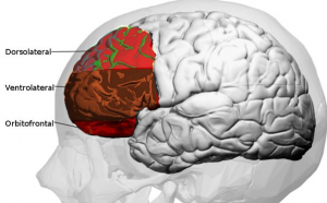 Tărâmul secret al minții: cortexul orbito-frontal și comportamentul uman