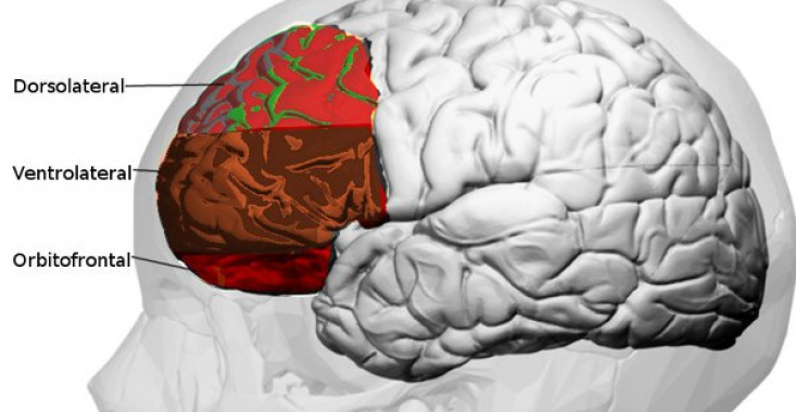 Tărâmul secret al minții: cortexul orbito-frontal și comportamentul uman