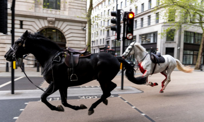 Sscene bizare în inima Londrei - cai ai armatei britanice scăpați de sub control au rănit patru persoane