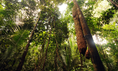 Franța și Brazilia investesc împreună $1.1 miliarde pentru protejarea pădurii Amazonului