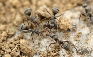 Muşuroi urisaş cu furnici, la Ocolul Silvic Iaşi