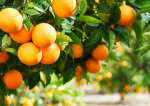 Seceta a afectat dramatic plantațiile de portocali din Brazilia. Cea mai slabă recoltă din ultimii 36 de ani