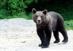În Harghita, urșii dau mai multă bătaie de cap jandarmilor decât infractorii