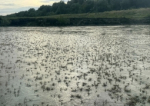 Au apărut rusaliile în Delta Dunării: Spectacol ireal al efemeridelor