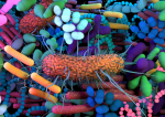 Microbiomul intestinal, gardianul sănătății noastre