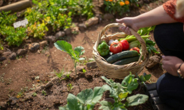   Top 10 sfaturi esențiale pentru o grădină plină de legume sănătoase