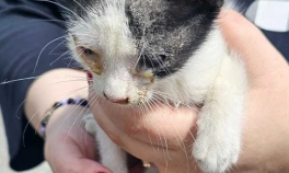 Ce amendă a primit un român care a scos trei pui de pisică din portbagaj și i-a aruncat pe stradă