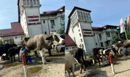 Imaginile zilei vin din Iași. A adus mai multe vaci în fața primăriei, unde a demarat un protest