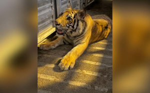Un tigru s-a plimbat o săptămână pe străzile din Houston. El aparține unui american 