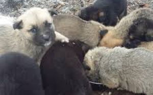 O femeie a fost amendată cu 3.000 de lei după ce a abandonat nouă căţeluşi într-un sac de rafie. Puii au fost salvați
