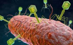 Bacteriofagele, virusurile care ar salva milioane de vieți