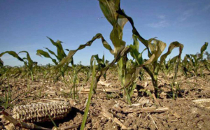 Zeci de mii de hectare de culturi agricole afectate de secetă, în Moldova