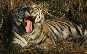 Tigrul mâncător de oameni din India a fost ucis. A omorât 9 persoane