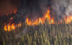 Stare de urgență în Siberia. Incendiile de pădure fac ravagii