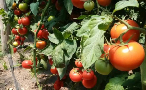 Expertiza procurorilor la producătorii de legume din Buzău: Roșiile pot fi consumate, dar castraveții, nu 