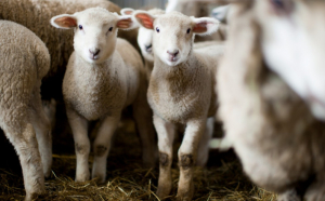 Zeci de oi au fost descoperite într-un apartament din Franța. Urmau să fie sacrificate
