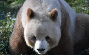 Un panda uriaş brun, filmat în condiții speciale