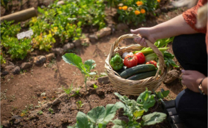 Top 10 sfaturi esențiale pentru o grădină plină de legume sănătoase
