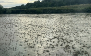 Au apărut rusaliile în Delta Dunării: Spectacol ireal al efemeridelor