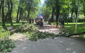 O creangă dintr-un copac din Parcul Bazilescu s-a prăbușit peste doi tineri. O fată este în comă