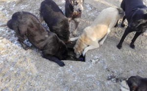 Câini împuşcaţi, lângă satul Cornu Luncii