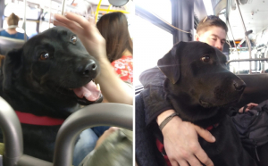 O cățelușă călătorește zilnic cu autobuzul pentru a ajunge la locul de joacă pentru câini