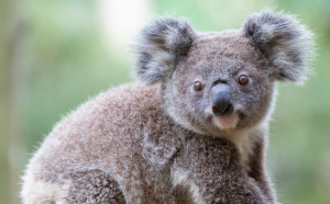 Sute de urși koala, uciși cu buldozerele, în timpul defrișărilor, în Autralia. ”Este un masacru”