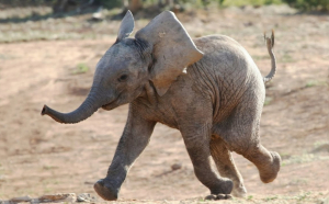 Pui de elefant, salvat dintr-o capcană a braconierilor din Africa de Sud. Cum se simte 