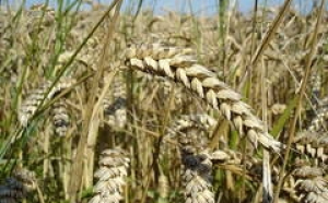 Ministrul Agriculturii prezintă o SITUAȚIE HALUCINANTĂ: România vinde IEFTIN cereale și apoi le cumpără SCUMP
