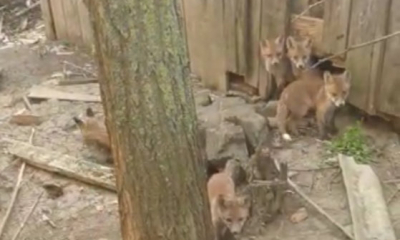 12 vulpi găsite într-o casă părăsită din Botoșani