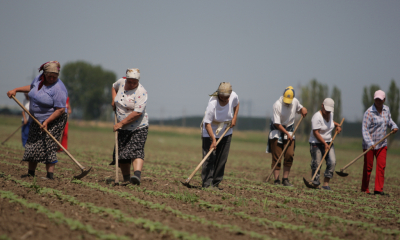  Peste jumătate dintre fermierii Moldovei sunt pensionari!