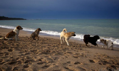 O haită de câini a atacat o femeie aflată la plajă, în Sicilia