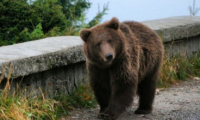 Petroșaniul a fost ocupat de urși